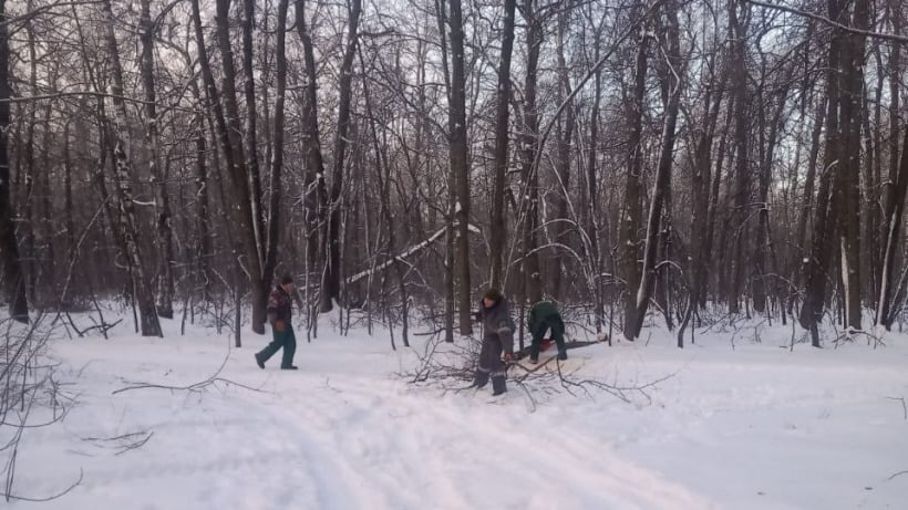 Саратовцев позвали собирать валежник на Кумысной поляне