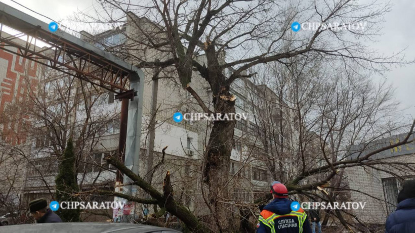 Жительница Энгельса попала в больницу из-за падения на нее крупной ветки