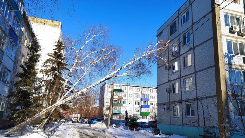 В Балакове сломавшаяся береза повисла на электрических проводах