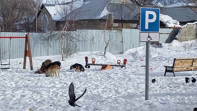 Саратовец рассказал о соседе, устроившем приют для собак под балконом своей квартиры