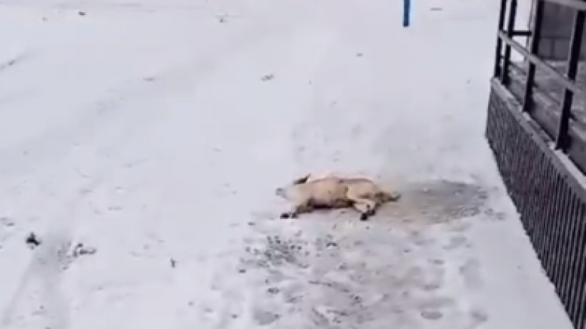 В Заводском районе неизвестные отравили дворовых собак