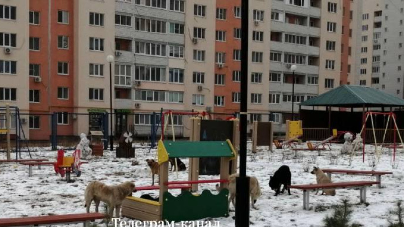 Саратовцы пожаловались на гуляющую по территории детского сада стаю бездомных собак