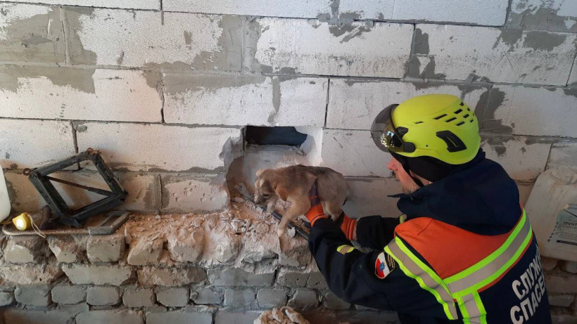 В Балашове спасатели помогли застрявшему между домами щенку