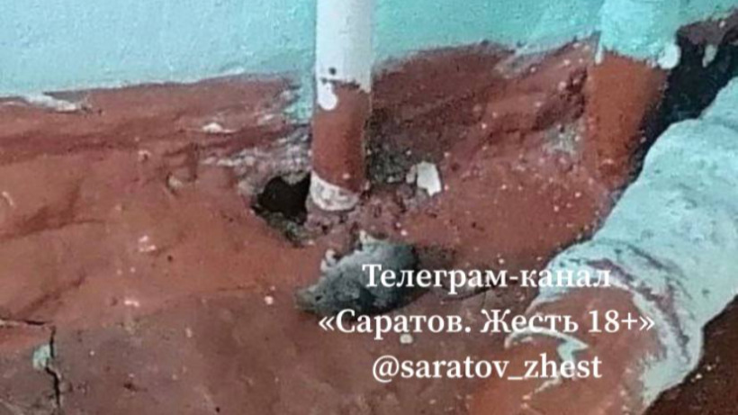 В сеть выложили фото таракана и мыши из саратовской школы