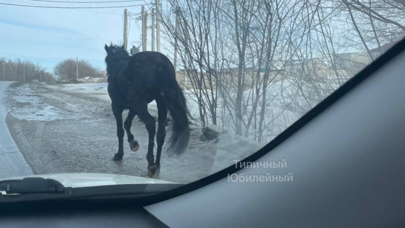 В Юбилейном заметили бегущего по автодороге жеребенка