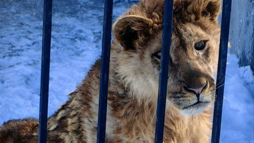 У напавшего на девочку в Саратове льва по кличке Боня обнаружили рахит и пищевую агрессию 