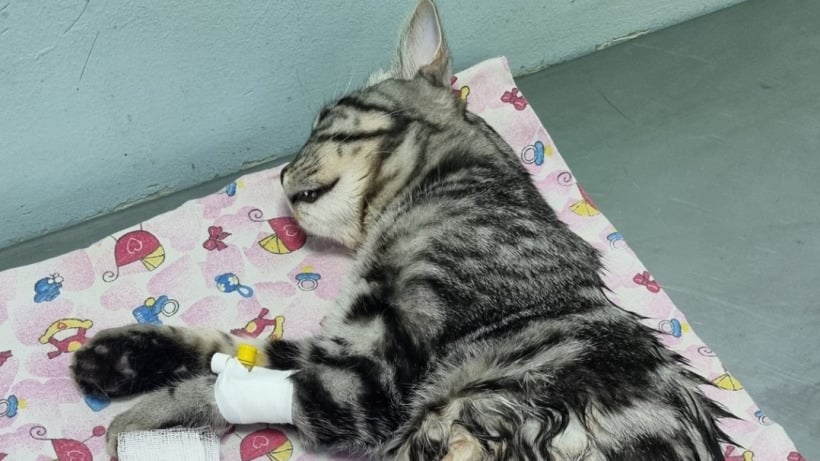 Саратовские ветеринары спасли кота Флавика, который проглотил обрезки шланга