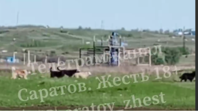 Жители поселка Нефтяников пожаловались на стаю агрессивных собак около дачных участков