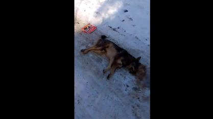 В Поливановке догхантеры на машине отравили бродячих собак