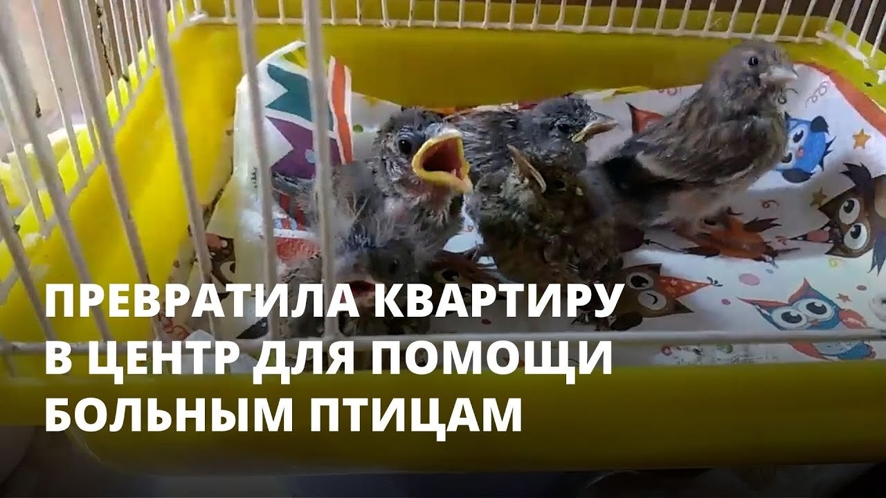 Девушка из Саратова превратила квартиру в центр для помощи больным птицам