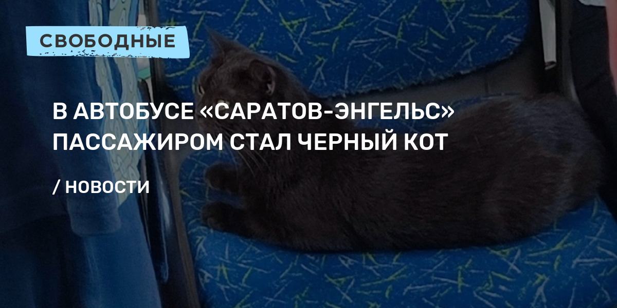 Найденные коты и кошки в Энгельсе