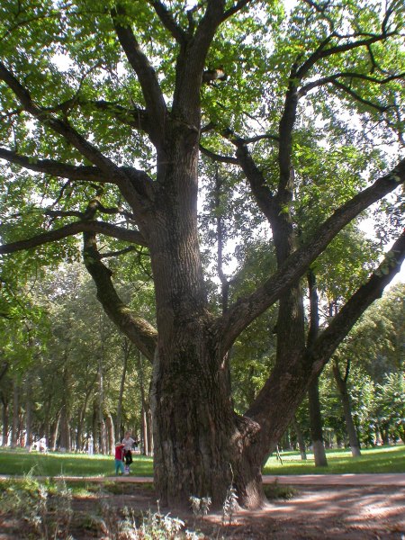 Пятисотлетний дуб