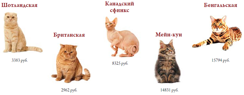 Самые популярные породы кошек в Саратове и их цена