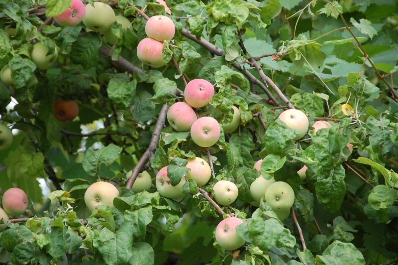 Яблоки, груши и прочие разные фрукты и ягоды не в счет. Они привычны и естественны. А вот что-то необычное, непредусмотренное природой?